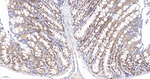 SOS1 Antibody in Immunohistochemistry (Paraffin) (IHC (P))
