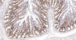 SOS1 Antibody in Immunohistochemistry (Paraffin) (IHC (P))