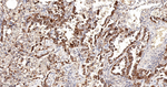 SOS1 Recombinant Rabbit Monoclonal Antibody (11F7)