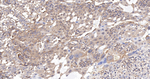 SOS1 Antibody in Immunohistochemistry (Paraffin) (IHC (P))
