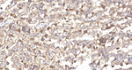 SOS1 Antibody in Immunohistochemistry (Paraffin) (IHC (P))