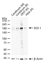 SOS1 Antibody in Western Blot (WB)