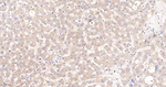 CaMKII delta Antibody in Immunohistochemistry (Paraffin) (IHC (P))