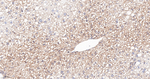CaMKII delta Antibody in Immunohistochemistry (Paraffin) (IHC (P))