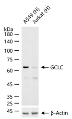 GCLC Recombinant Rabbit Monoclonal Antibody (3B4)
