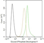 G6PD Antibody in Flow Cytometry (Flow)