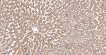G6PD Antibody in Immunohistochemistry (Paraffin) (IHC (P))