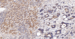 G6PD Antibody in Immunohistochemistry (Paraffin) (IHC (P))