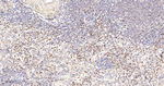 G6PD Antibody in Immunohistochemistry (Paraffin) (IHC (P))