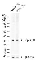Cyclin H Antibody in Western Blot (WB)