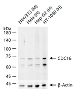 APC6 Recombinant Rabbit Monoclonal Antibody (11G12)