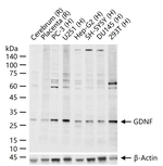 GDNF Antibody in Western Blot (WB)