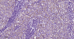 Clathrin Heavy Chain Antibody in Immunohistochemistry (Paraffin) (IHC (P))