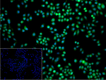 DROSHA Recombinant Rabbit Monoclonal Antibody (12G5)