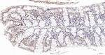 DROSHA Antibody in Immunohistochemistry (Paraffin) (IHC (P))