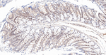 DROSHA Antibody in Immunohistochemistry (Paraffin) (IHC (P))