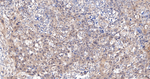 DROSHA Antibody in Immunohistochemistry (Paraffin) (IHC (P))