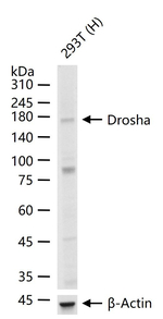 DROSHA Antibody in Western Blot (WB)