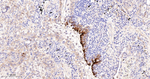 B7-H3 Recombinant Rabbit Monoclonal Antibody (10H12)