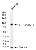 B7-H3 Antibody in Western Blot (WB)