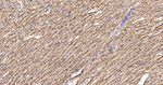 Alpha Sarcoglycan Antibody in Immunohistochemistry (Paraffin) (IHC (P))