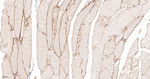 Alpha Sarcoglycan Recombinant Rabbit Monoclonal Antibody (4A2)