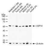 USP14 Recombinant Rabbit Monoclonal Antibody (9A4)