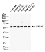 NR5A2 Recombinant Rabbit Monoclonal Antibody (7B10)