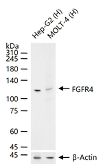 FGFR4 Antibody in Western Blot (WB)