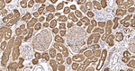 CRYAB Antibody in Immunohistochemistry (Paraffin) (IHC (P))