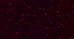 CRYAB Recombinant Rabbit Monoclonal Antibody (1E1)