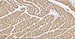 CRYAB Antibody in Immunohistochemistry (Paraffin) (IHC (P))