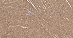 CRYAB Antibody in Immunohistochemistry (Paraffin) (IHC (P))