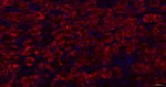 CRYAB Antibody in Immunohistochemistry (Paraffin) (IHC (P))