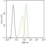 BNIP1 Antibody in Flow Cytometry (Flow)