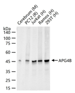 ATG4B Recombinant Rabbit Monoclonal Antibody (3A5)