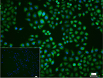 ATG4C Recombinant Rabbit Monoclonal Antibody (18B10)