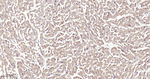 ATG4C Antibody in Immunohistochemistry (Paraffin) (IHC (P))