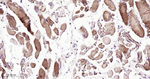 ATG4C Antibody in Immunohistochemistry (Paraffin) (IHC (P))