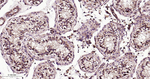 ATG4C Antibody in Immunohistochemistry (Paraffin) (IHC (P))