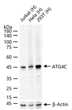 ATG4C Antibody in Western Blot (WB)