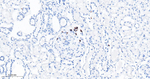 cIAP1 Antibody in Immunohistochemistry (Paraffin) (IHC (P))