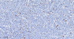 cIAP1 Antibody in Immunohistochemistry (Paraffin) (IHC (P))