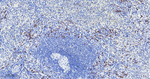cIAP1 Antibody in Immunohistochemistry (Paraffin) (IHC (P))