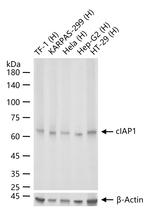 cIAP1 Antibody in Western Blot (WB)
