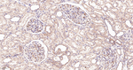 N-WASP Antibody in Immunohistochemistry (Paraffin) (IHC (P))