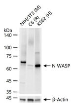 N-WASP Antibody in Western Blot (WB)