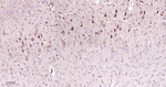 ERAB Antibody in Immunohistochemistry (Paraffin) (IHC (P))
