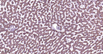 ERAB Antibody in Immunohistochemistry (Paraffin) (IHC (P))