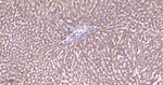 ERAB Antibody in Immunohistochemistry (Paraffin) (IHC (P))